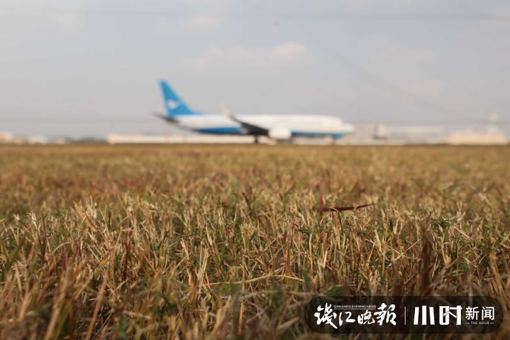 央视新闻客户端萧山机场直播杭州萧山国际机场飞机降落视频