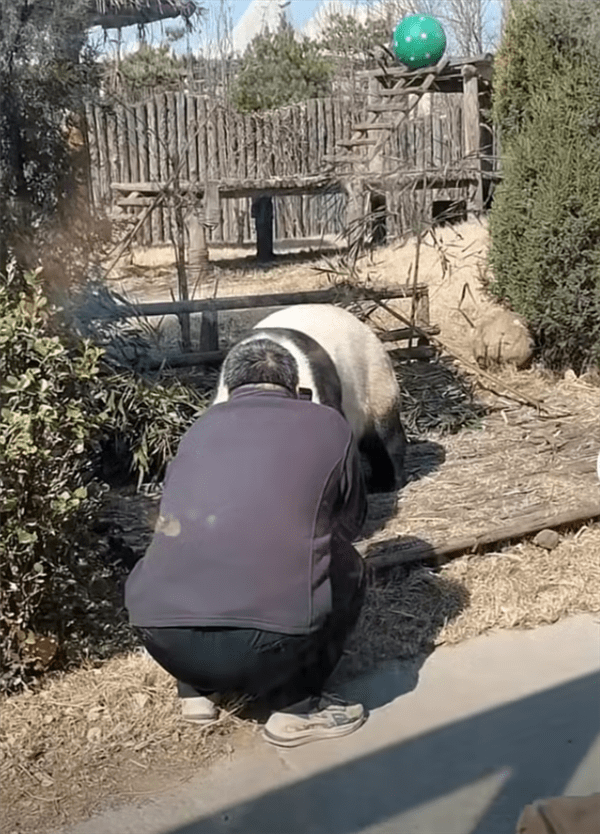苹果版pxcook:唐山一游客翻进园区贴脸逗熊猫，动物园：已被警察带走