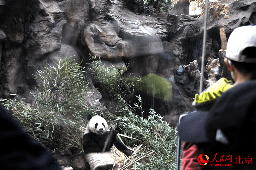 熊猫手机:掀起“追熊猫”热潮 北京动物园大熊猫馆人头攒动